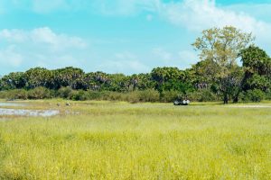 Wildlife Encounters on Ethical Safari Expeditions