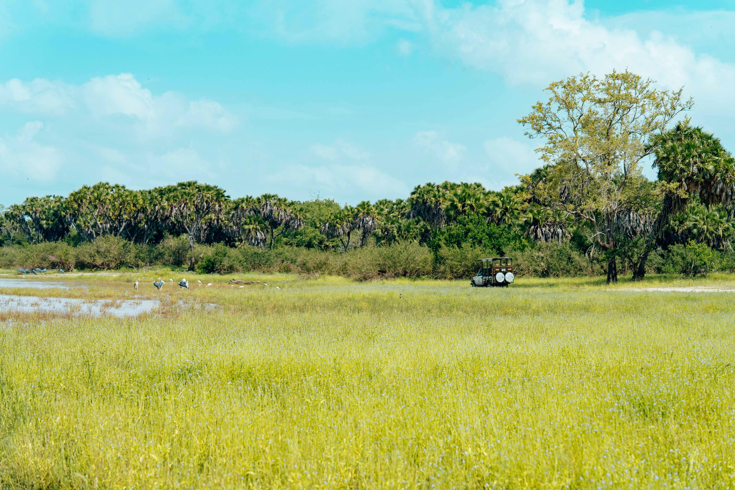 Wildlife Encounters on Ethical Safari Expeditions