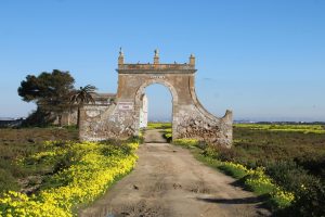 Picnic With Penguins and Wildflowers in the Southern Hemisphere