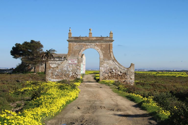 Picnic With Penguins and Wildflowers in the Southern Hemisphere