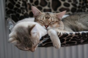 Tags keeping pets safe and easy to find