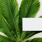 Sustainable Software: Green Coding Techniques for Modern Developers