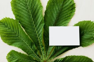 Sustainable Software: Green Coding Techniques for Modern Developers