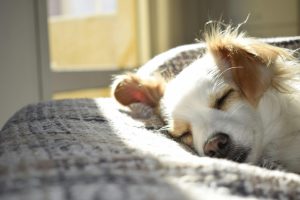 Healthy Habits for Better Sleep