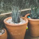 Pet-Friendly Houseplants to Grow Indoors