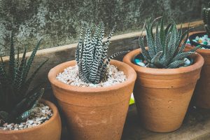 Pet-Friendly Houseplants to Grow Indoors