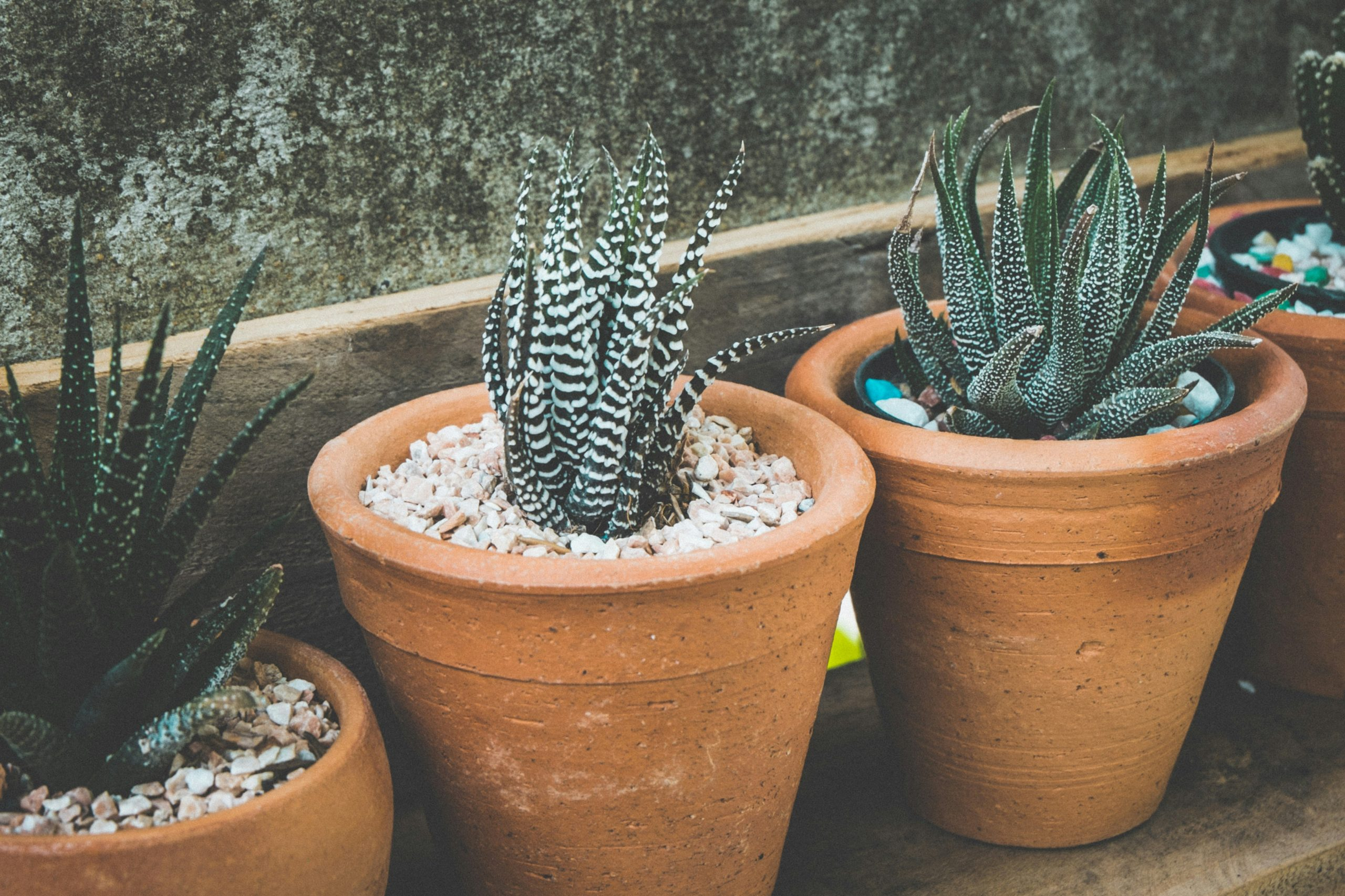 Pet-Friendly Houseplants to Grow Indoors