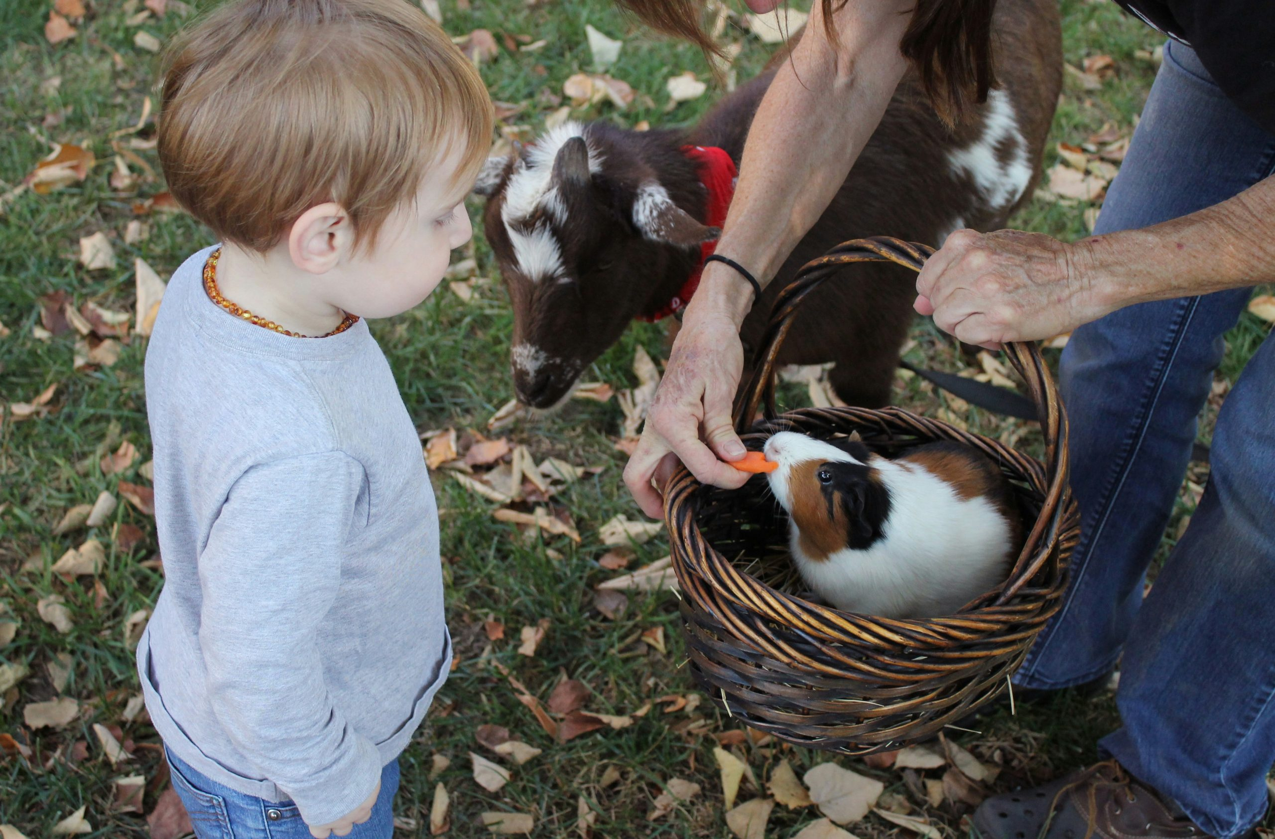 Pet Enrichment Activities for Happy Animals