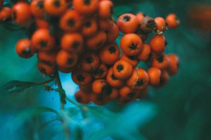 Seasonal Fruit Smoothies for Energy