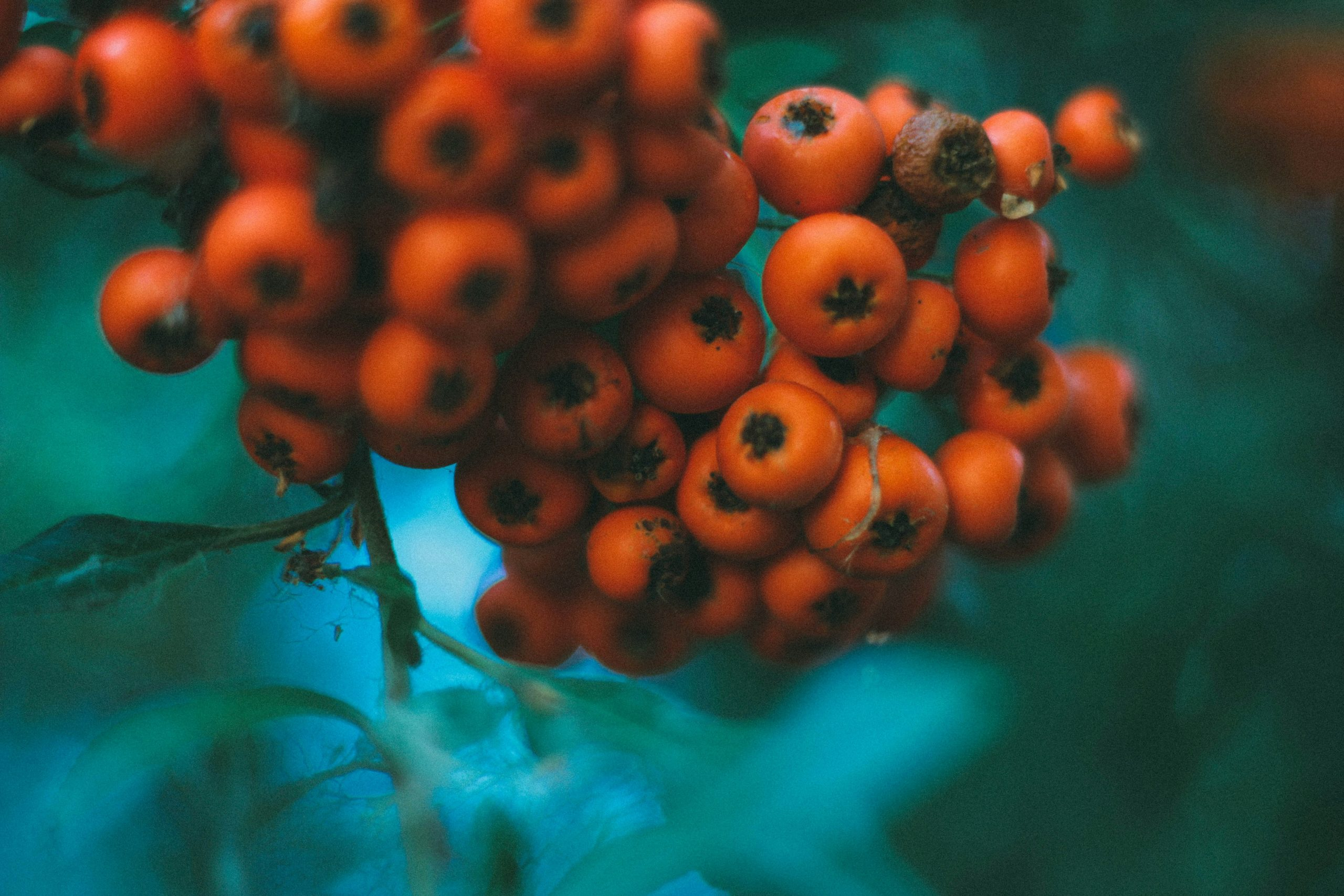 Seasonal Fruit Smoothies for Energy