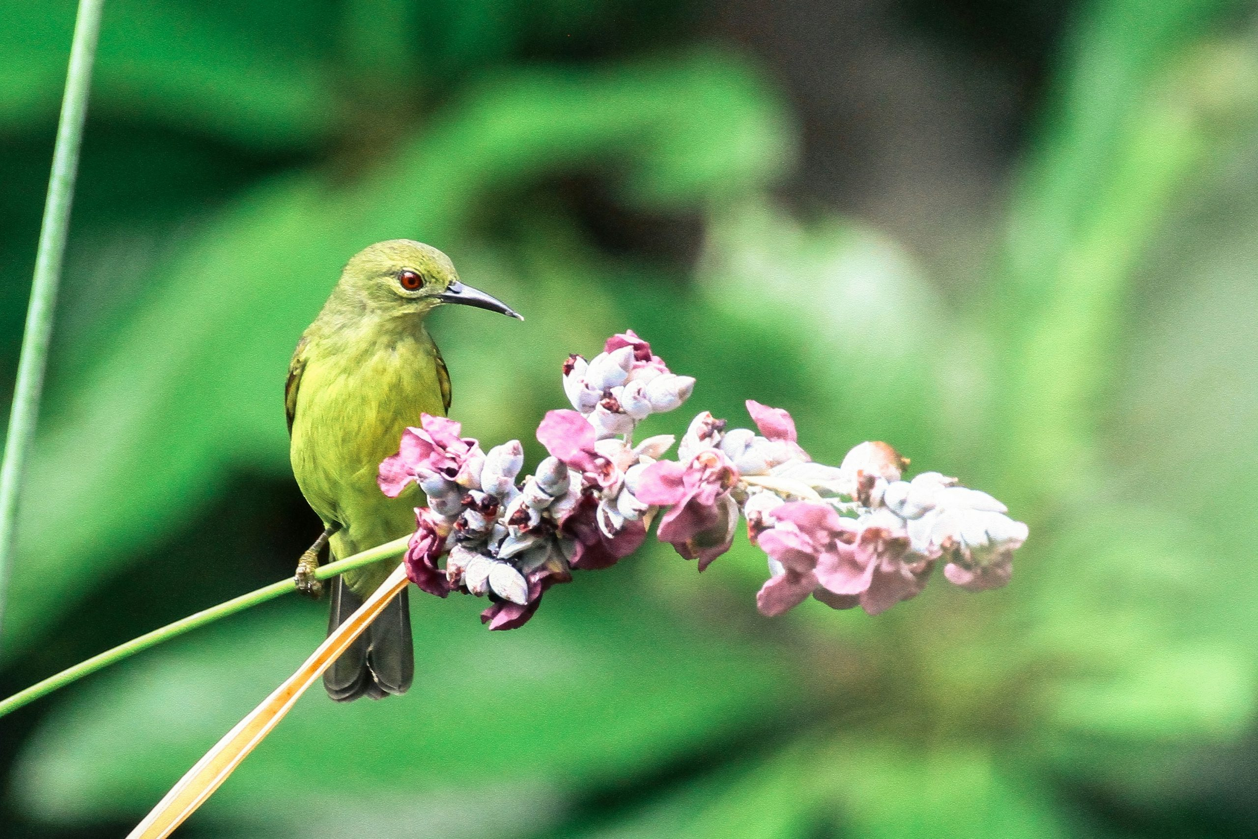 Gardening for Wildlife Habitats