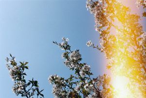 Air fresheners releasing scents on a schedule