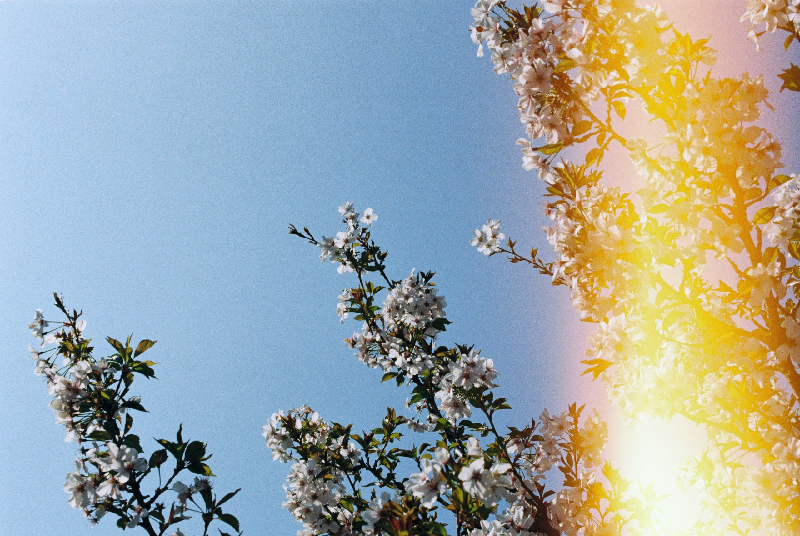 Air fresheners releasing scents on a schedule