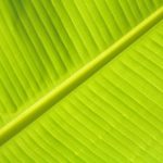 Eco-Friendly Fabrics Leading the Green Revolution