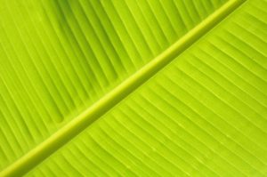 Eco-Friendly Fabrics Leading the Green Revolution