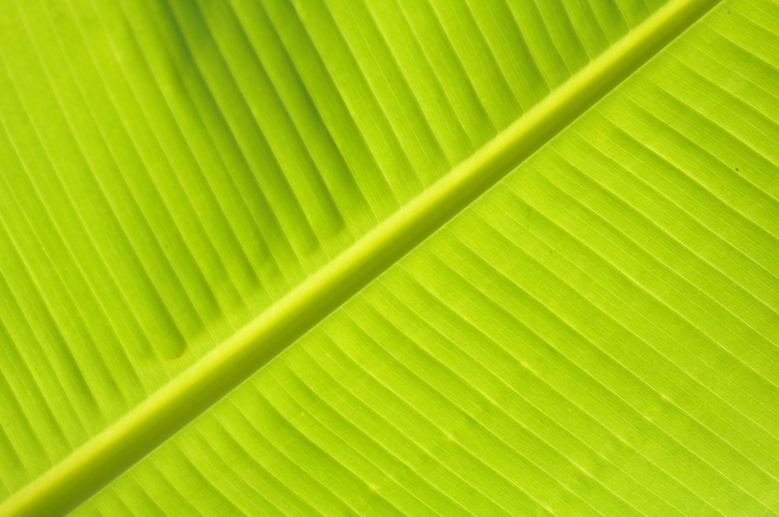 Eco-Friendly Fabrics Leading the Green Revolution